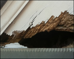 Squirrel damage in Virginia Beach VA