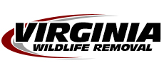 Virginia Beach Wildlife Removal